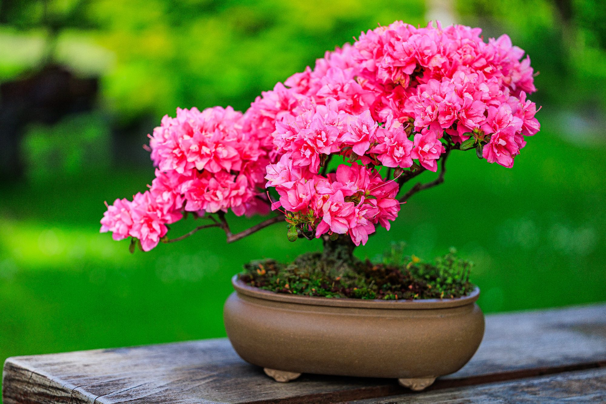Prunus incisa " Kojou-no-mai"